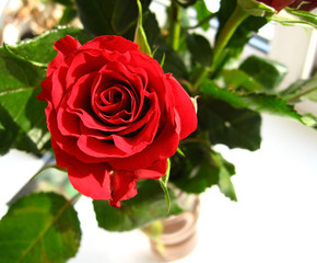 red rose in vase
