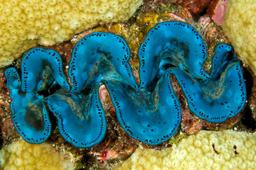 Giant clam, Tridacna maxima.