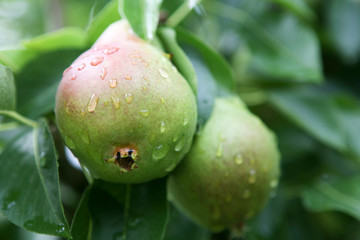 wet pears