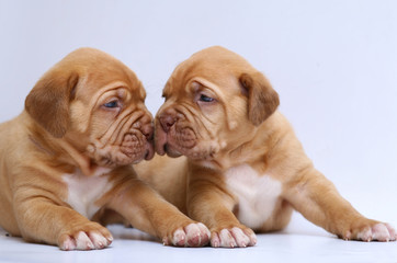 Two puppies.
