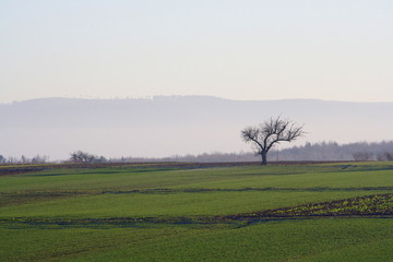 Kahler Baum vor Albtrauf