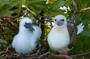 Red footed booby and chick, Sula sula, Palmyra Atoll.