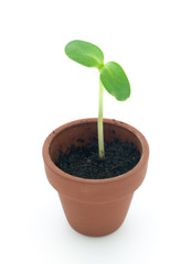 Seedling