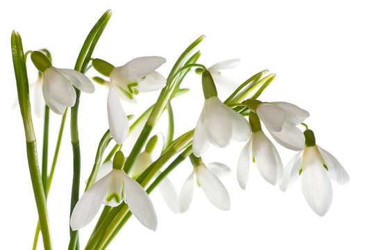 Snowdrop Flower Isolated