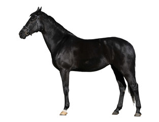 Fototapeta na wymiar czarny koń na białym tle