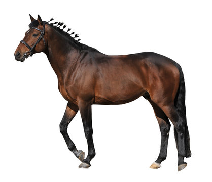 brown horse on white background
