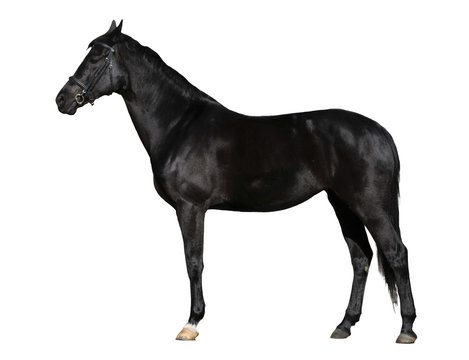 black horse on white background