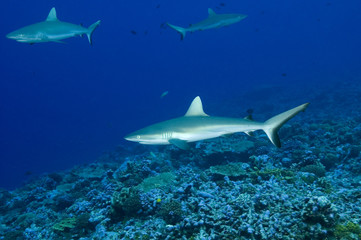 Gray Reef sharks, Carcharhinus amblyrhynhos, in Palmyra.