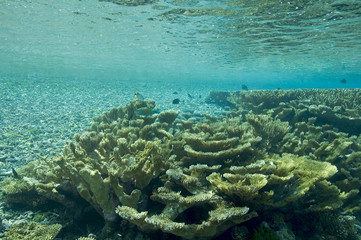 Acropora corals in Palmyra Lagoon.