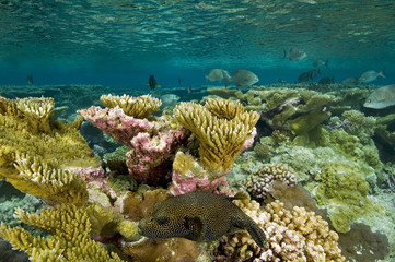 Naklejka na ściany i meble Acropora corals in Palmyra Lagoon.