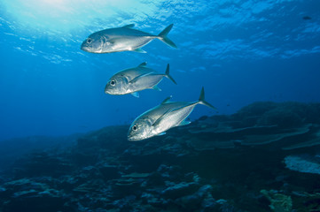 Big eye trevallies, Caranx sexfasciatus.