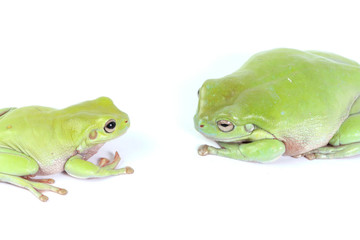 two green tree frogs