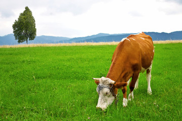 Fototapeta na wymiar cow on meadow
