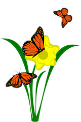 A yellow Daffodil flower with butterflies