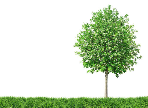 Baum und Wiese