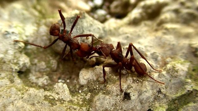 Trophallaxie entre deux fourmis manioc.