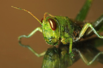 Green grasshopper on reflective surface - 12983243