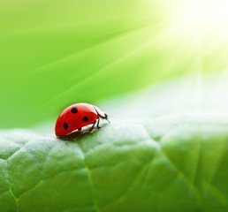 Ladybug
