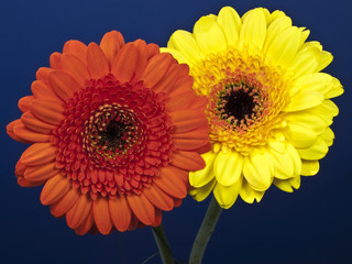 Gerbera #2