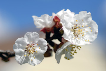 Almond Blossoms