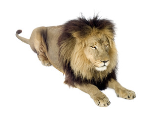 Lion (4 and a half years) - Panthera leo