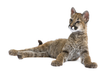 Puma cub - Puma concolor (3,5 months)