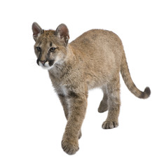 Puma cub - Puma concolor (3,5 months)