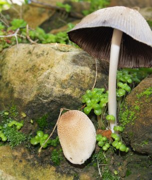 champignon