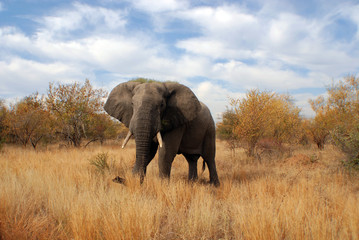 Fototapeta premium Wielki słoń w parku Kruger w RPA