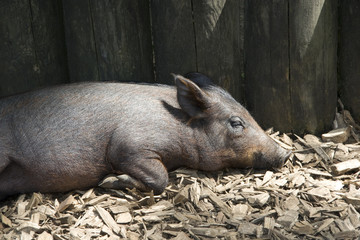 Schwein 2