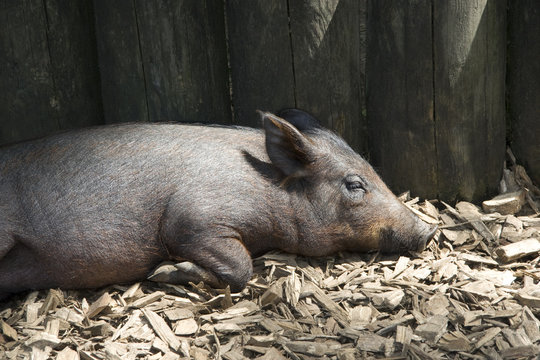 Schwein 2