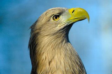 White-tailed Eagle