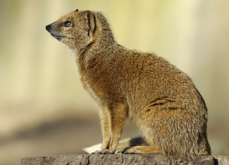 yellow mongoose