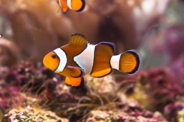 Fototapeta na wymiar Anemone clown fish - Amphiprioni ocellaris