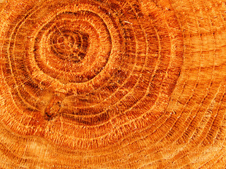 Cut of a tree an oak close up