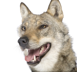 close-up on a old European wolf - Canis lupus lupus