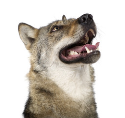 Naklejka premium close-up on a old European wolf - Canis lupus lupus