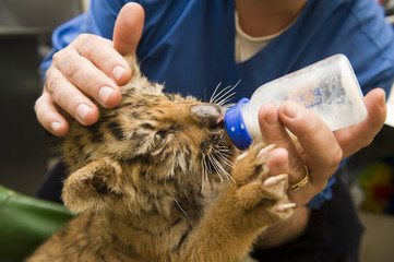 Tiger cub suck milk from bottle - obrazy, fototapety, plakaty