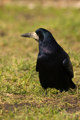 Corvus frugilegus, Rook