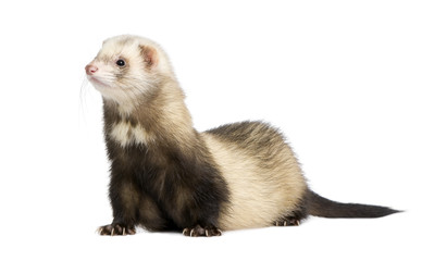 ferret - Mustela putorius furo