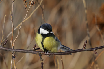 Obraz premium great tit portrait