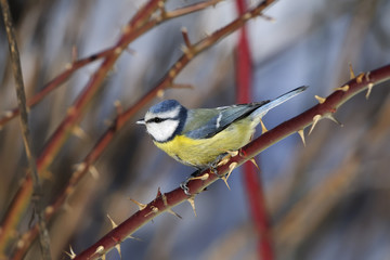 blue tit portrait