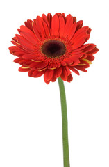 red gerbera flower