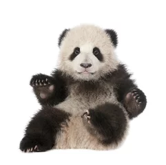 Crédence de cuisine en verre imprimé Panda Panda géant (6 mois) - Ailuropoda melanoleuca