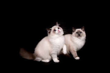 Two ragdoll kittens sitting on a black background