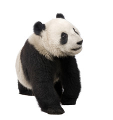 Giant Panda (18 months) - Ailuropoda melanoleuca