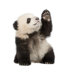 Obraz premium Giant Panda (6 miesięcy) - Ailuropoda melanoleuca