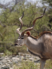 großer kudu