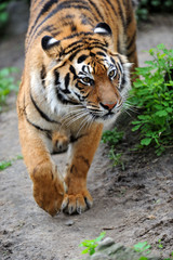 Obraz premium Tygrys