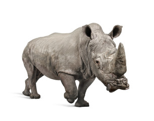 White Rhinoceros charging - Ceratotherium simum ( +/- 10 years)